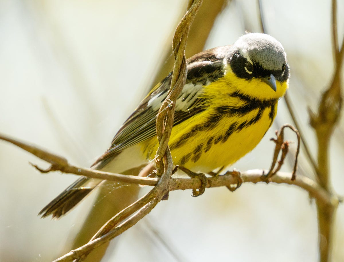 A magnolia warbler perches at Magee Marsh in northern Ohio's Biggest Week in American Birding event. Birders will recognize this as the species on the cover of the popular Sibley Guide to Birds.