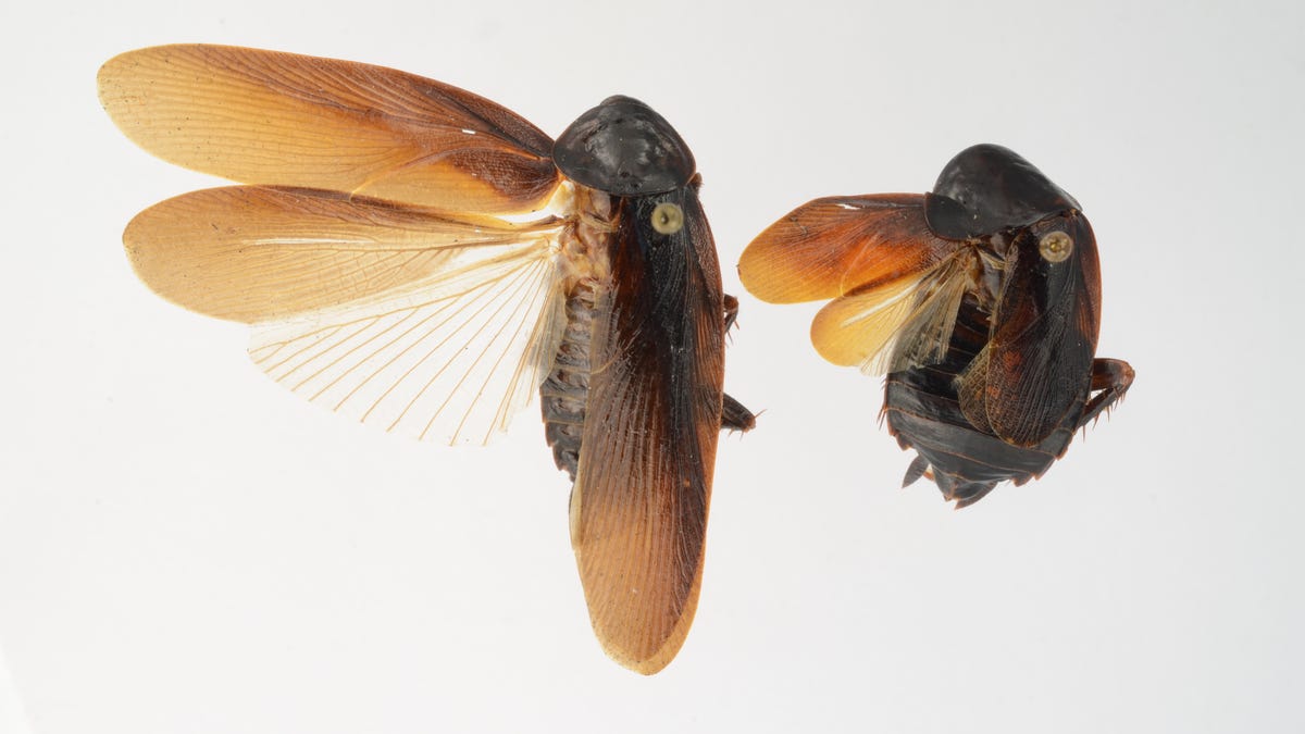 Periplaneta japonica cockroach