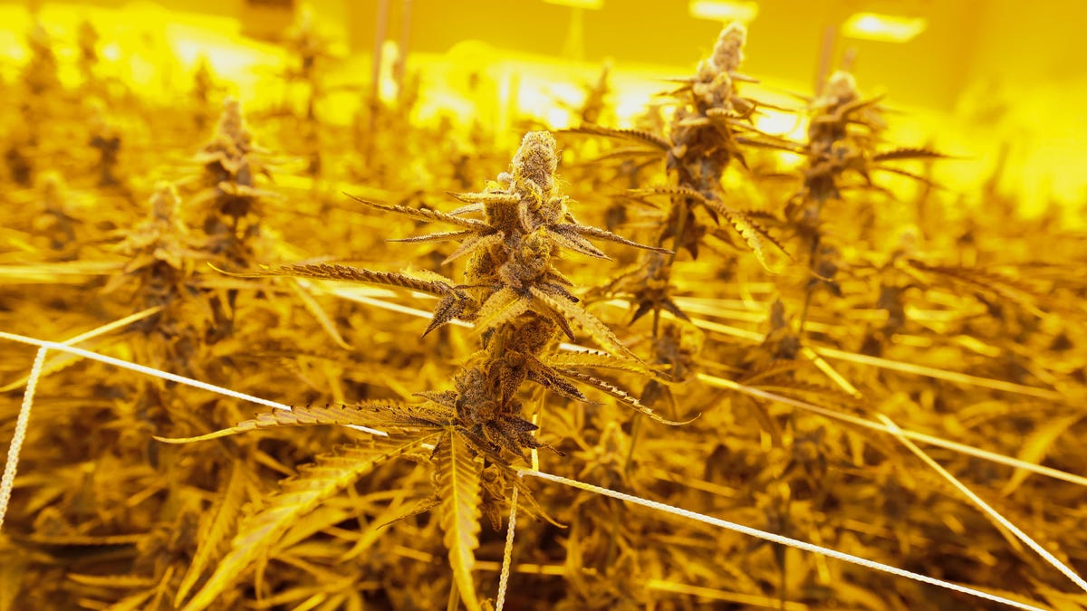 Marijuana plants growing at Reef Dispensaries