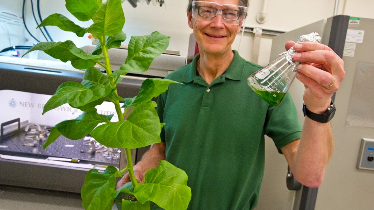 A team at Berkeley Labs, led by Christer Jansson, hope to splice the genes from cyanobacteria (in flask) into tobacco plant so it will produce hydrocarbon molecules directly.