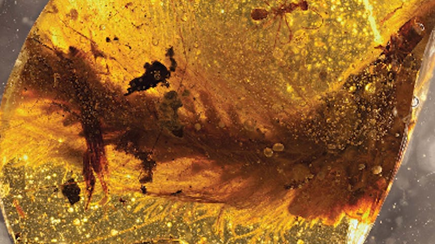 Feathered dinosaur tail found preserved in amber