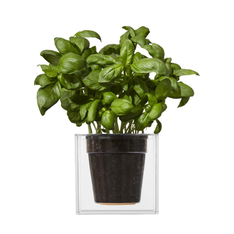 The Boskke Cube is clearly an easy way to grow a countertop herb garden.