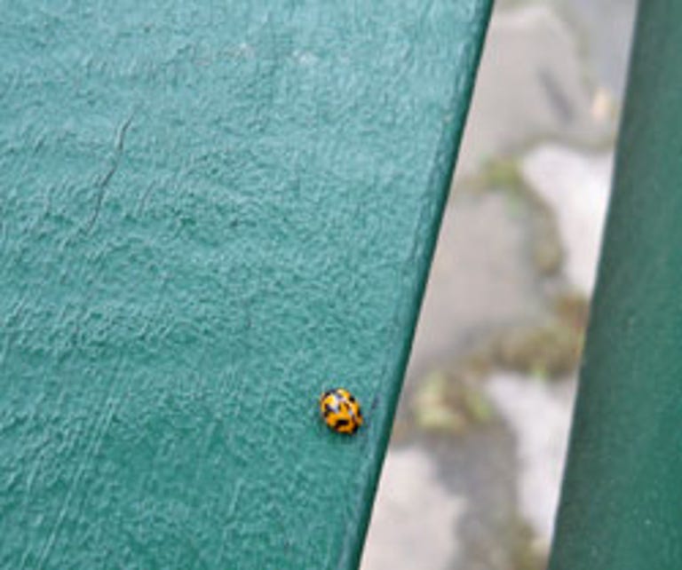 ladybird_small.jpg