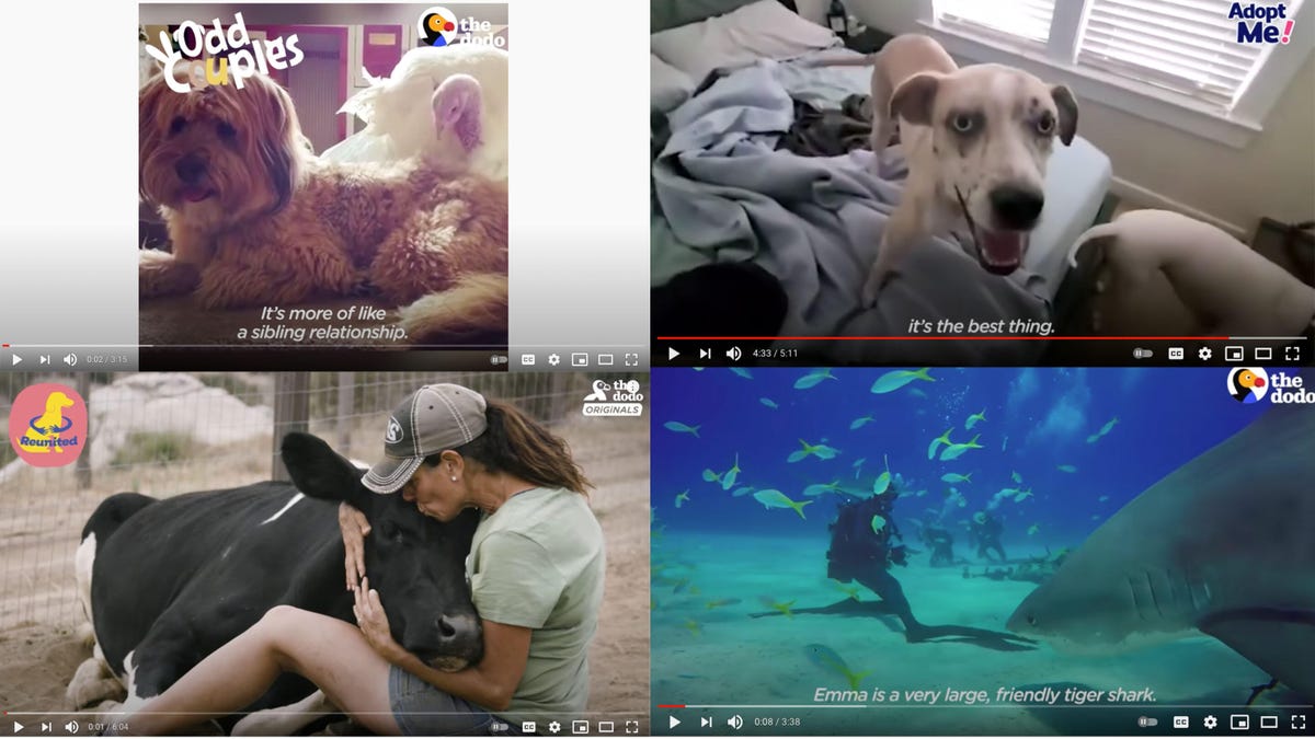 Animals are amazing': How happy content finds its way to you - CNET