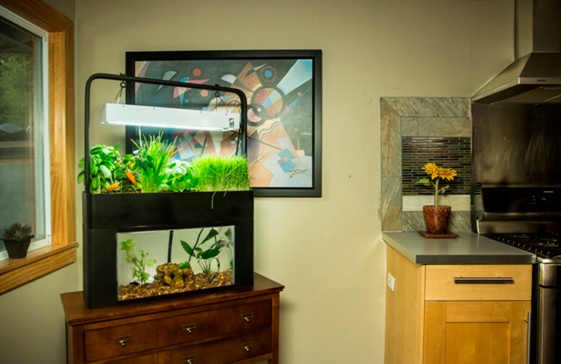 Feed with the fishes with the AquaSprouts Aquarium Aquaponic Garden.