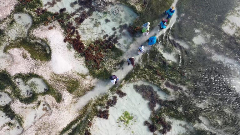 An overhead shot shows a line of women walking through shallow waters blanketing white sand and dark green seaweed.