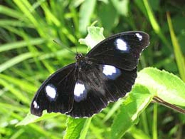 A male Hypolimnas bolina, or blue moon butterfly