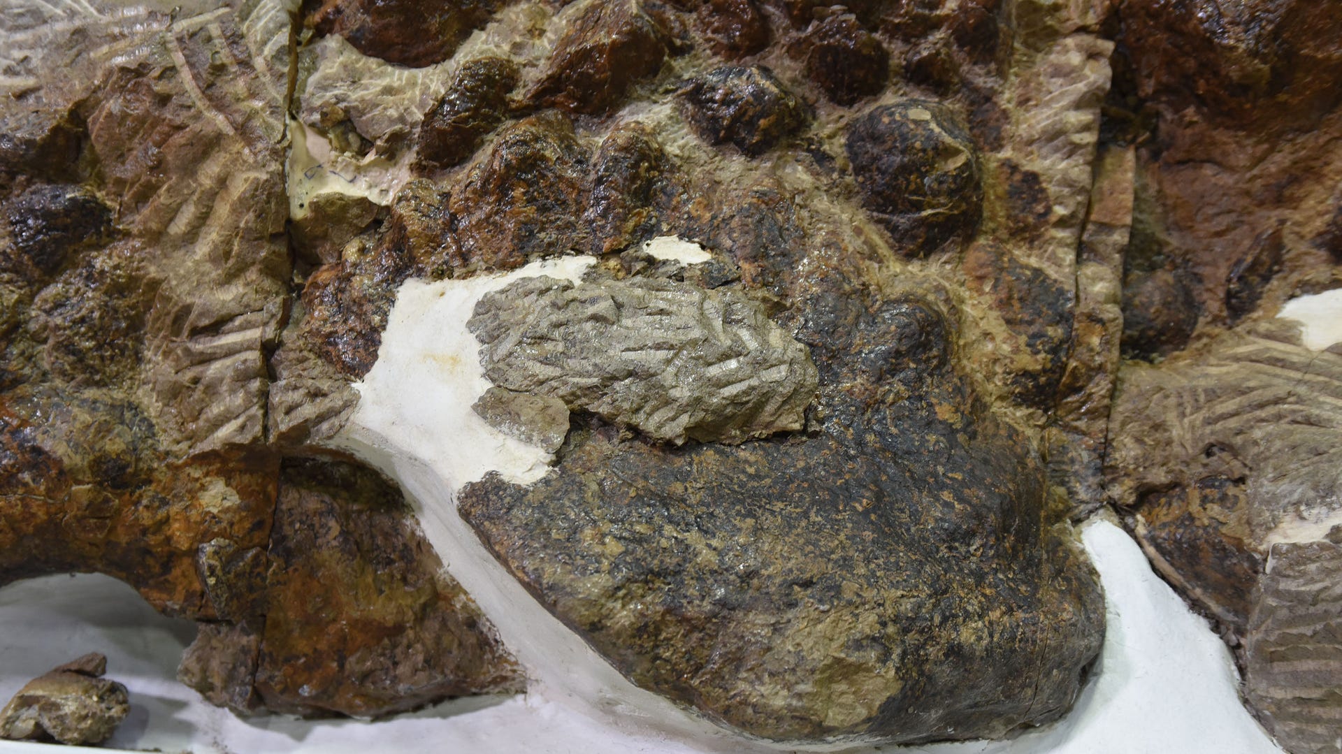 Brown fossilized remains of Zuul ankylosaur shows a blunted spike in its body armor.