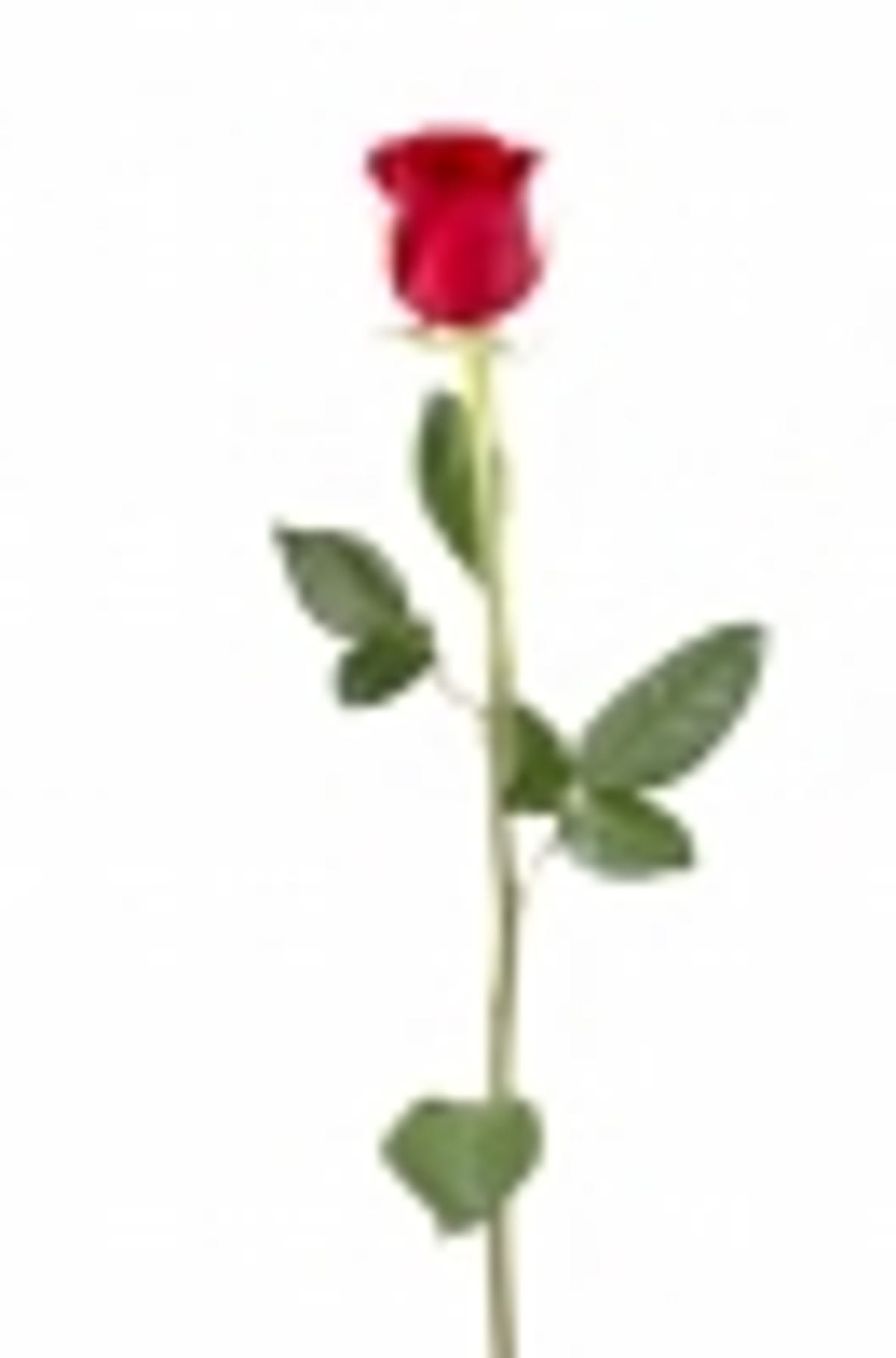 Long stem rose