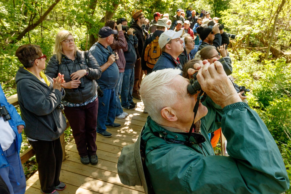 Thousands of birders descend upon a half-mile boardwalk to see warblers each May in northern Ohio's Magee Marsh Wildlife Area. The warblers migrate north but stop at Magee Marsh to rest up before crossing Lake Erie.