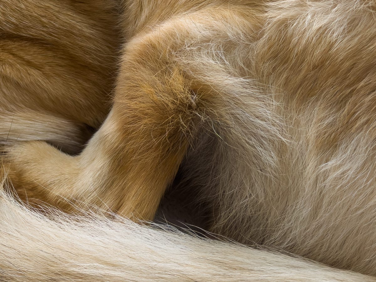 A closeup photo of dog fur shows the iPhone 14 Pro can capture fine detail