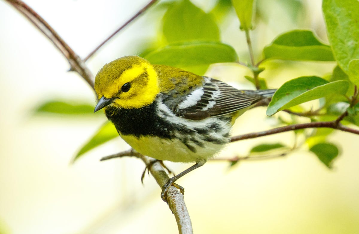 A black-throated green warbler at Magee Marsh in northern Ohio.