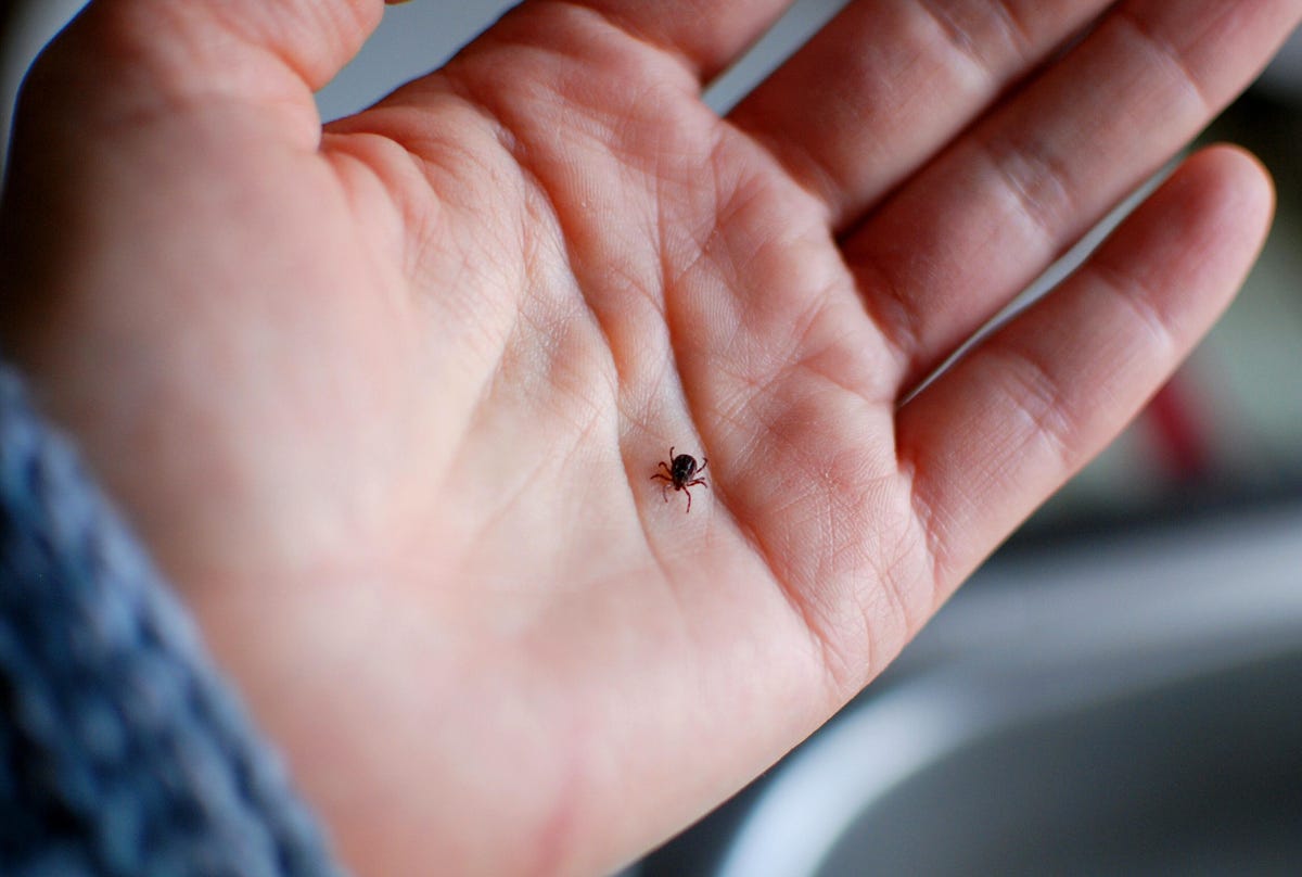 A small black tick in the palm of a hand