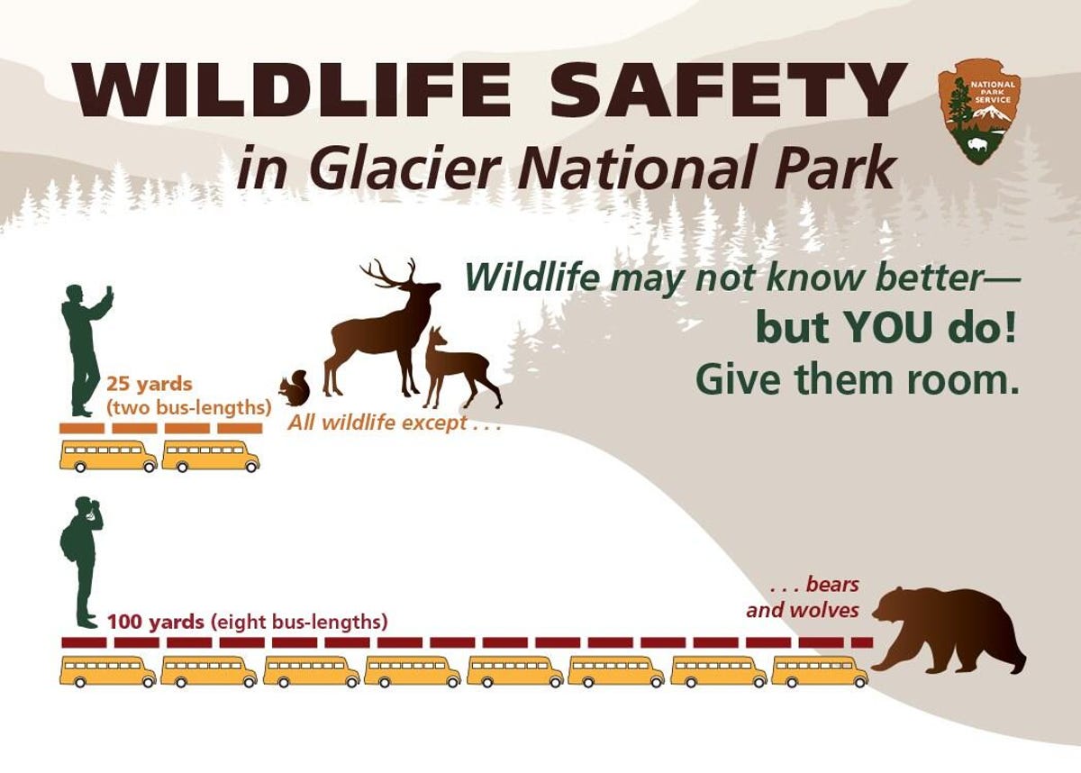 An infographic about staying 25 yards from most wildlife, and 100 yards from bears and wolves.