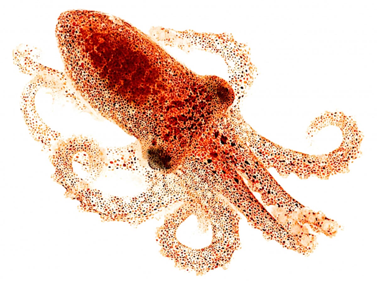 Skin that can see is octopus camouflage superpower - CNET