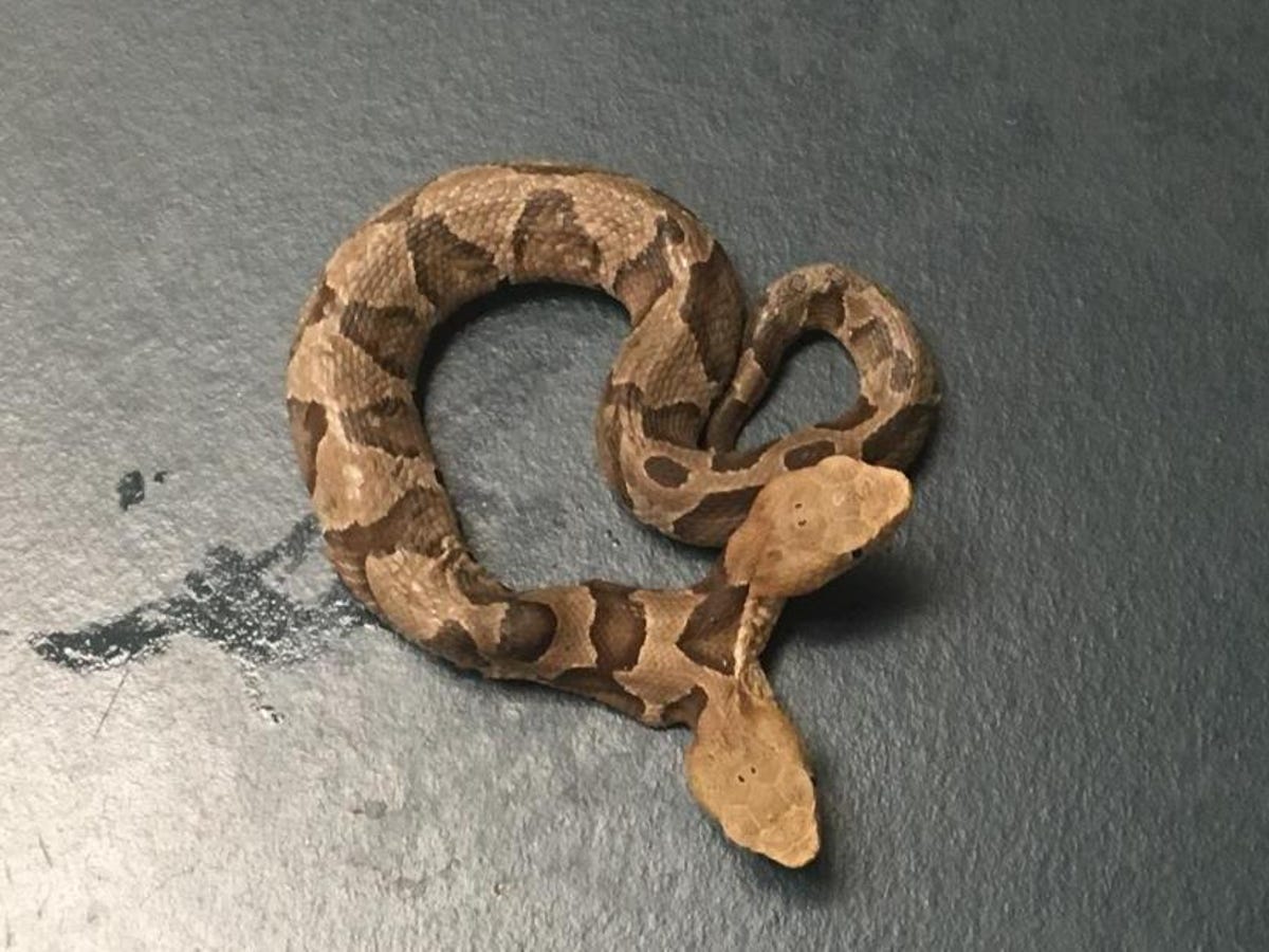 Rare two-headed venomous snake offers double the nope - CNET