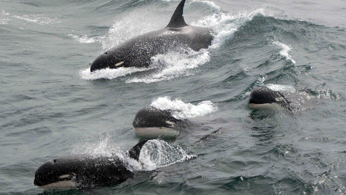 typedkillerwhales