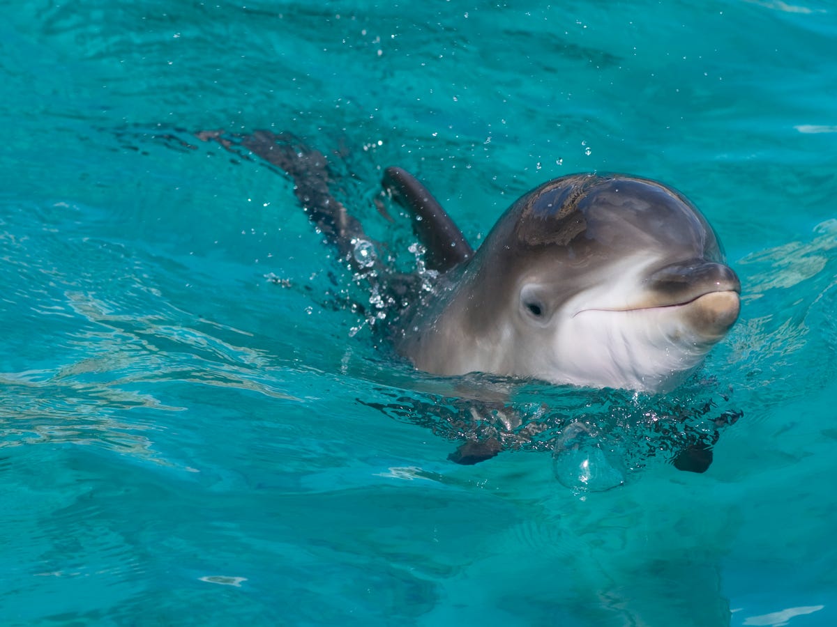 Baby dolphin dies after tourists pull it out of the water for ...