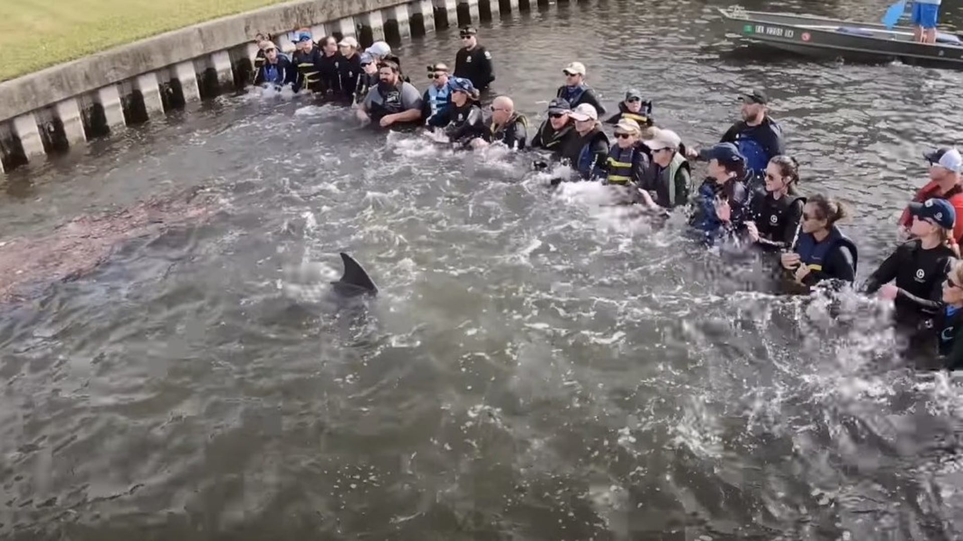 A line of biologists stands chest-deep in a Florida creek in a shoulder-to-shoulder line. A dolphin's fin emerges from the water in front of them.