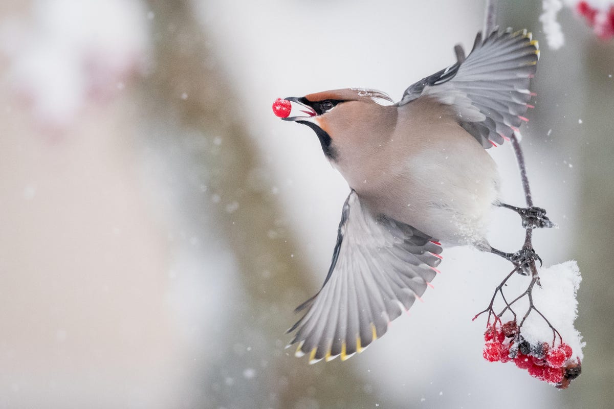 A waxwing bird with wings extended, feet grasping a tiny branch, a red berry held in its beak.