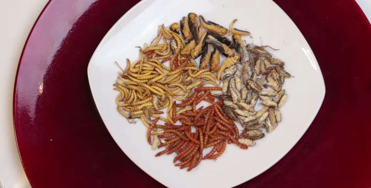 Plate of edible insects