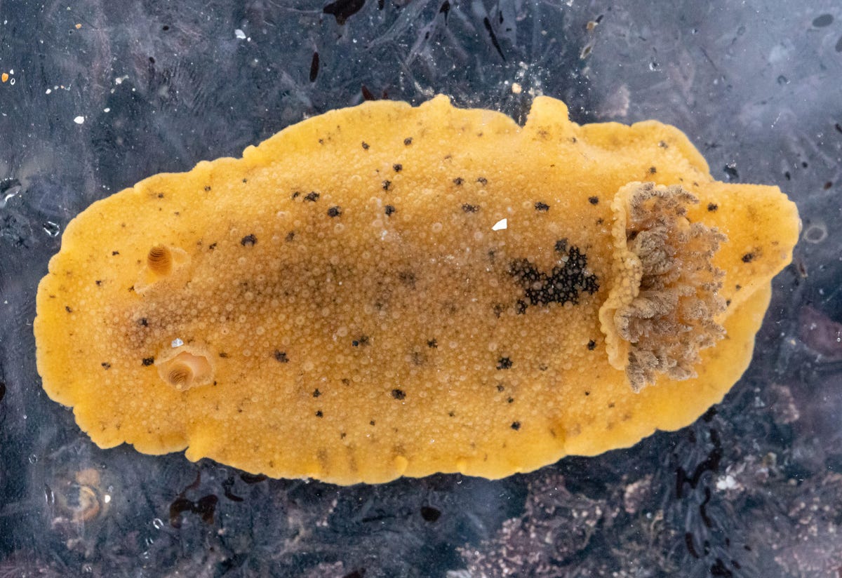 A larger nudibranch, Heath's dorid (Geitodoris heathi), was about 3 inches long. It looks like a scrap of yellow leather, with two brown-tipped rhinophores at its head end toward the left and pume of gray-tipped branchia at its rear toward the right.