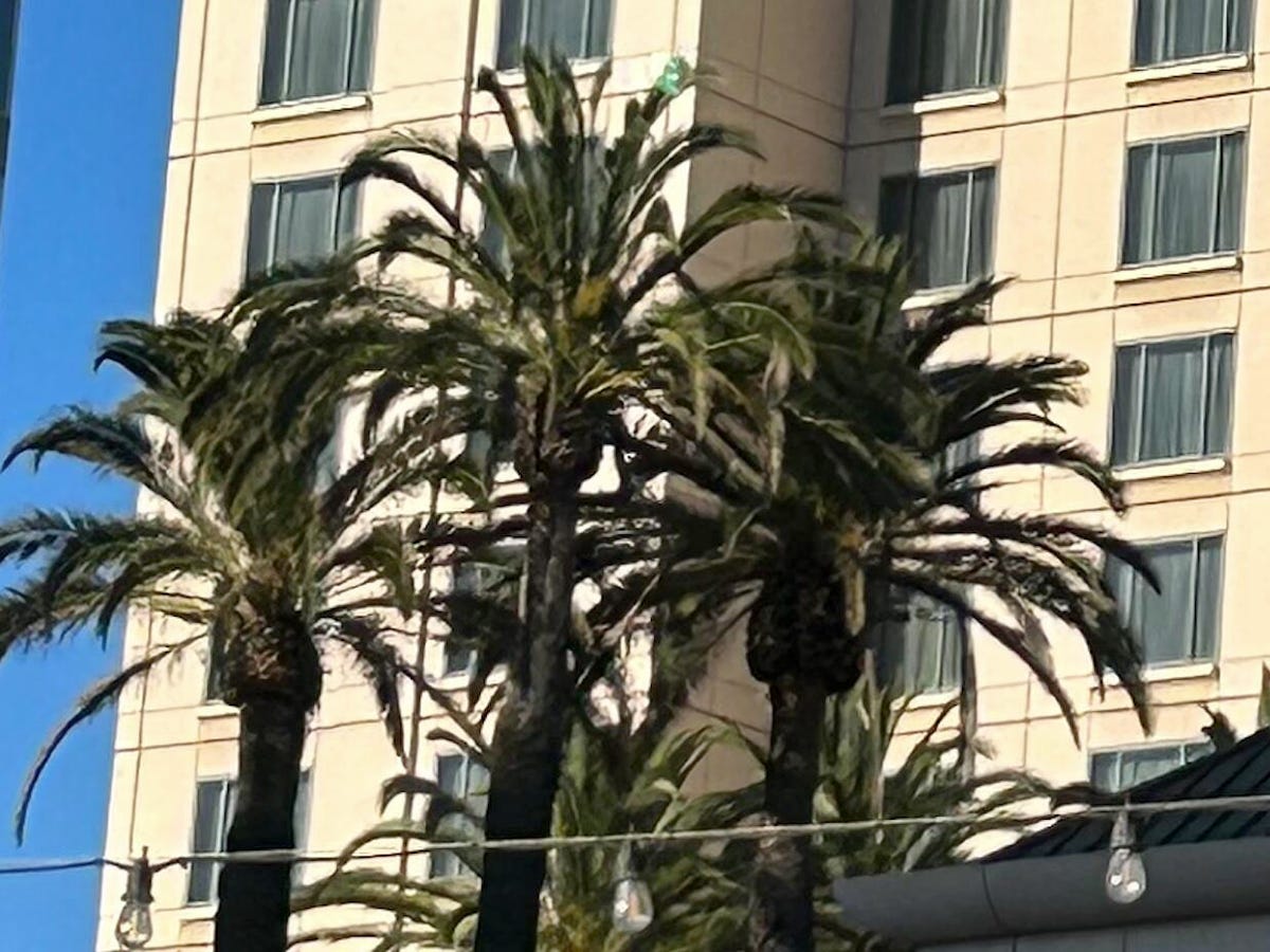 A photo of palm trees outside of a building.