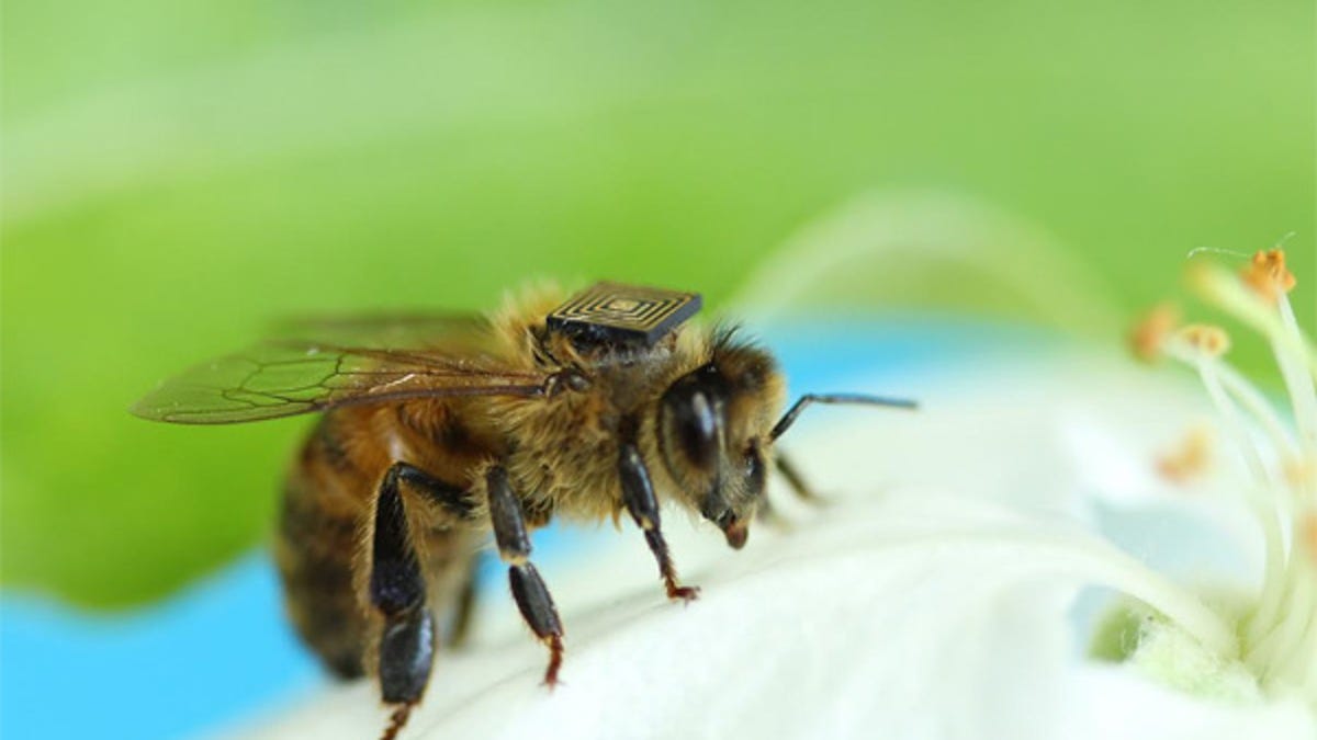 Bee wearing a sensor.