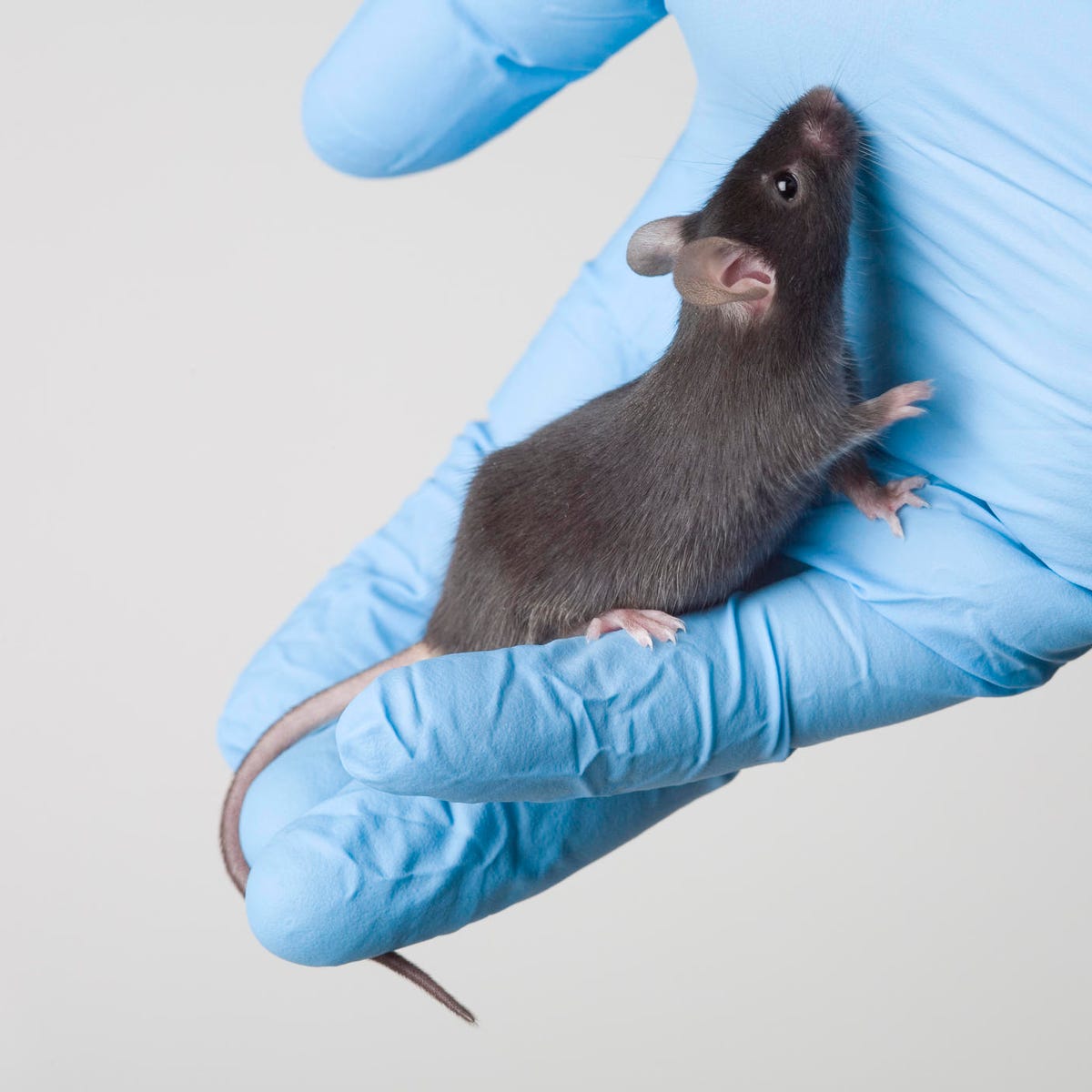Killing Mice Is Cruel! The Best Ways To Get Rid Of Them — Every