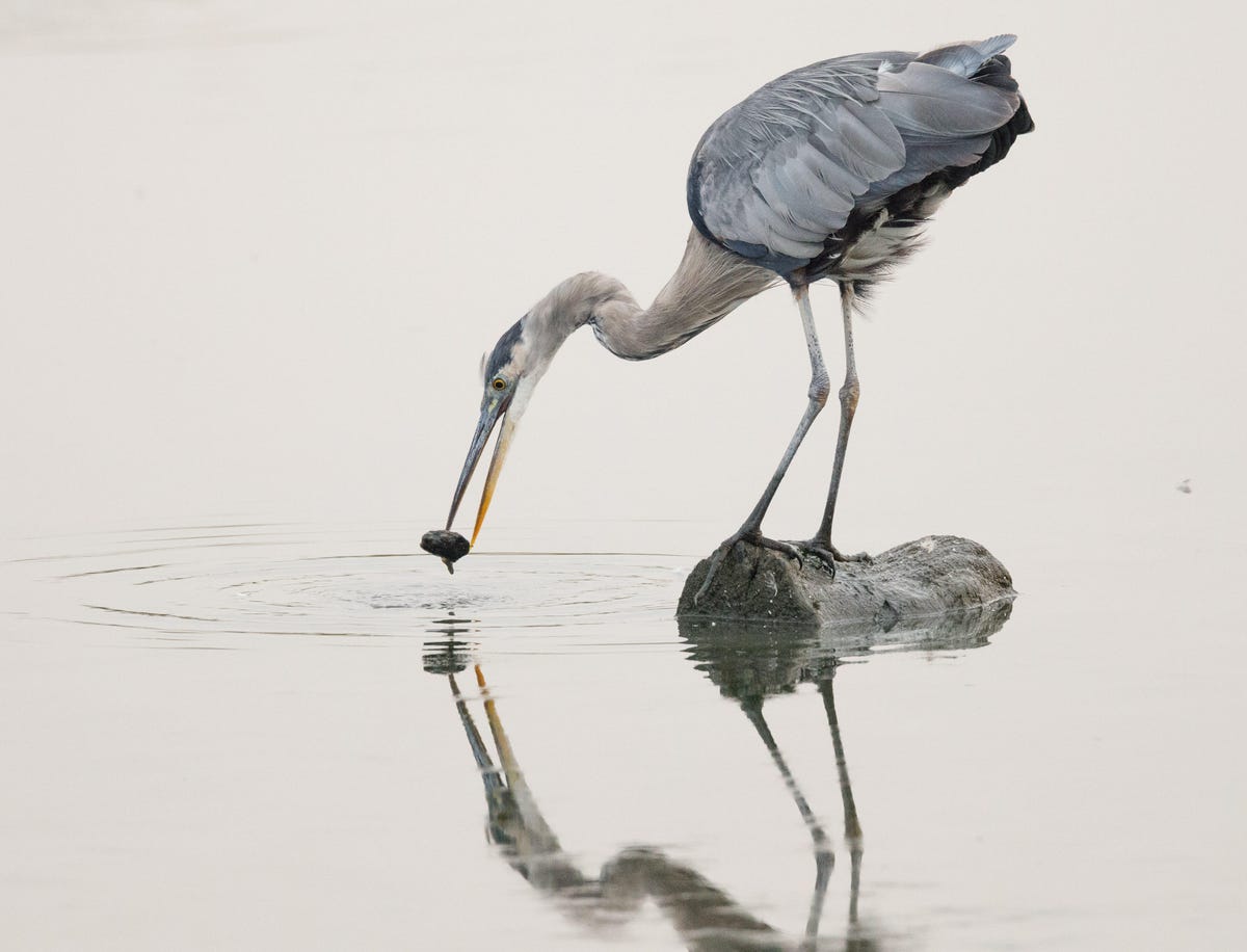 A great blue heron snatches breakfast out of San Francisco Bay estuary in Palo Alto.