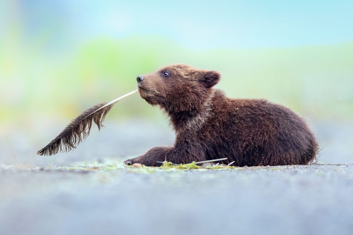 Brown bear cub on the ground holds the end of a feather in its mouth.