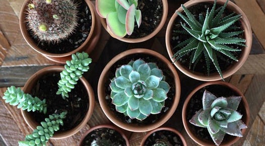 top-down view of a variety of succulents