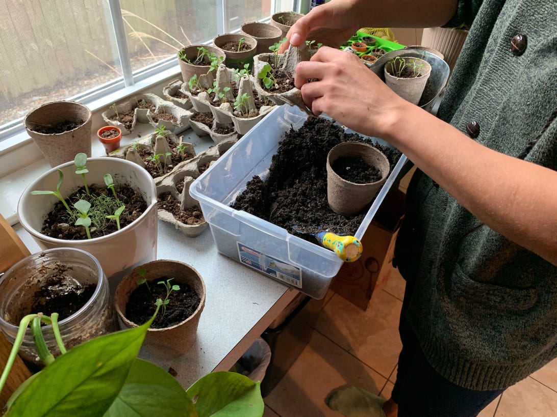 A person potting plants in small pots