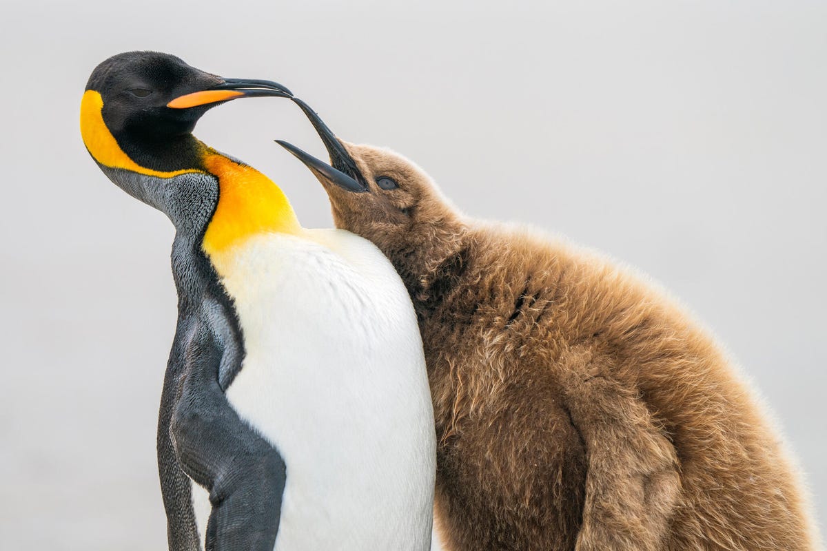 A fluffy brown baby king penguin leans into a adult that is backing its head away.