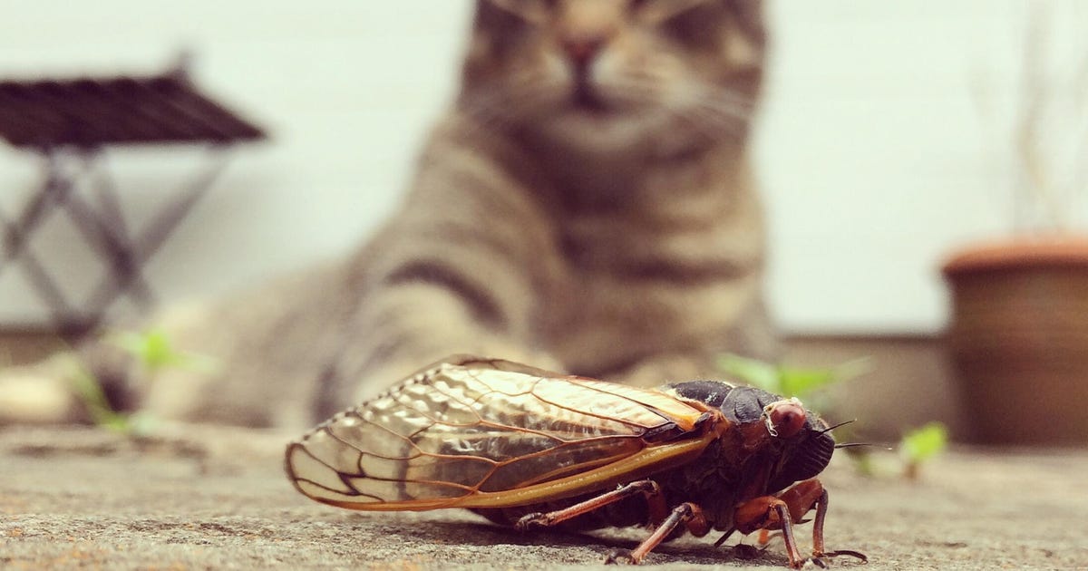 So your dog ate a cicada: What to know about Brood X ... - CNET