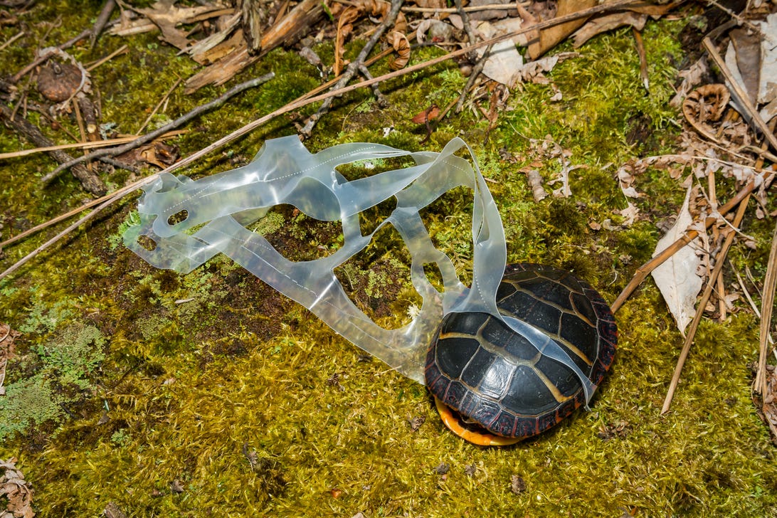 Turtle caught in plastic ring