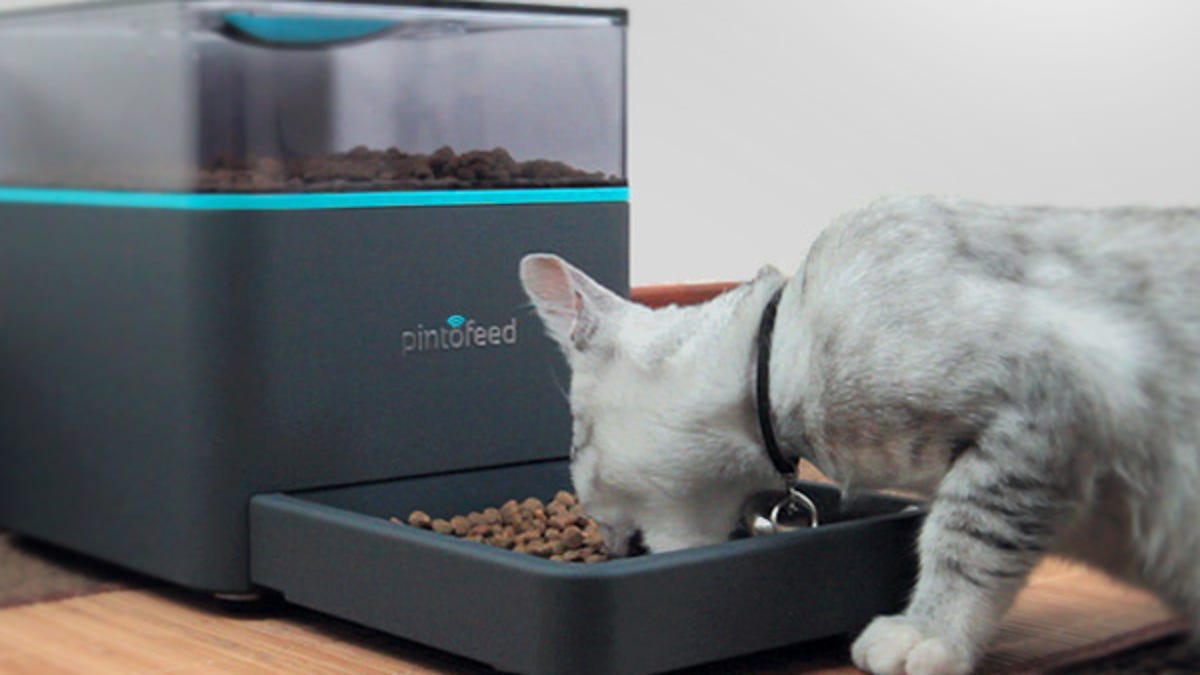 Pintofeed feeds a cat