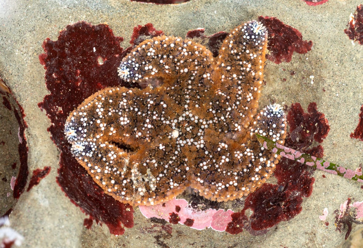 An ochre sea star (Pisaster ochraceus) curls into a pocket on a loose rock at the Pillar Point tide pools south of San Francisco.