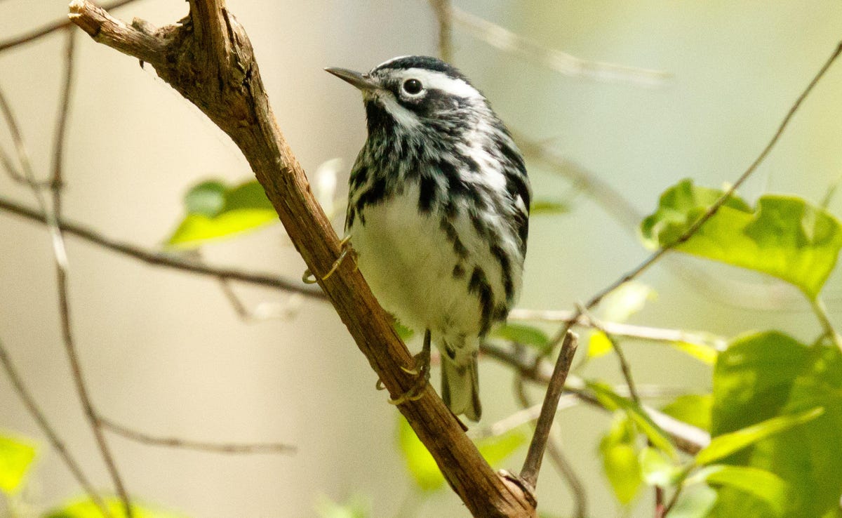 A black and white warbler at Magee Marsh in Northern Ohio.