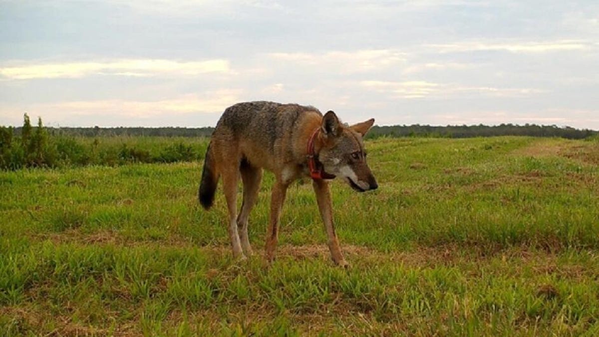 A red wolf wearing an orange tracking collar walks across a green field.