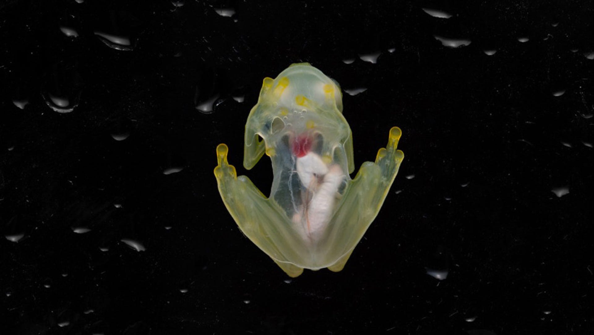 glass-frog-composite-resize