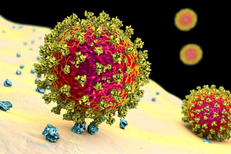 Illustration of the coronavirus attaching to an ACE2 receptor