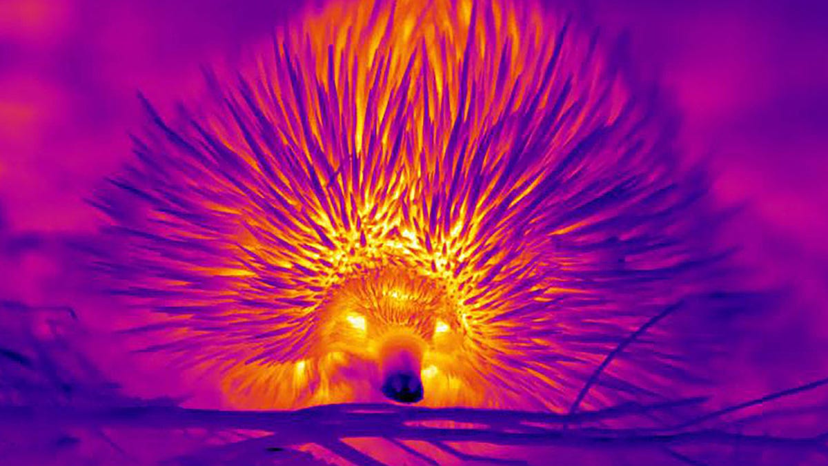 Thermal camera view of an echidna head-on with spiky-looking body in shades of purple and orange.