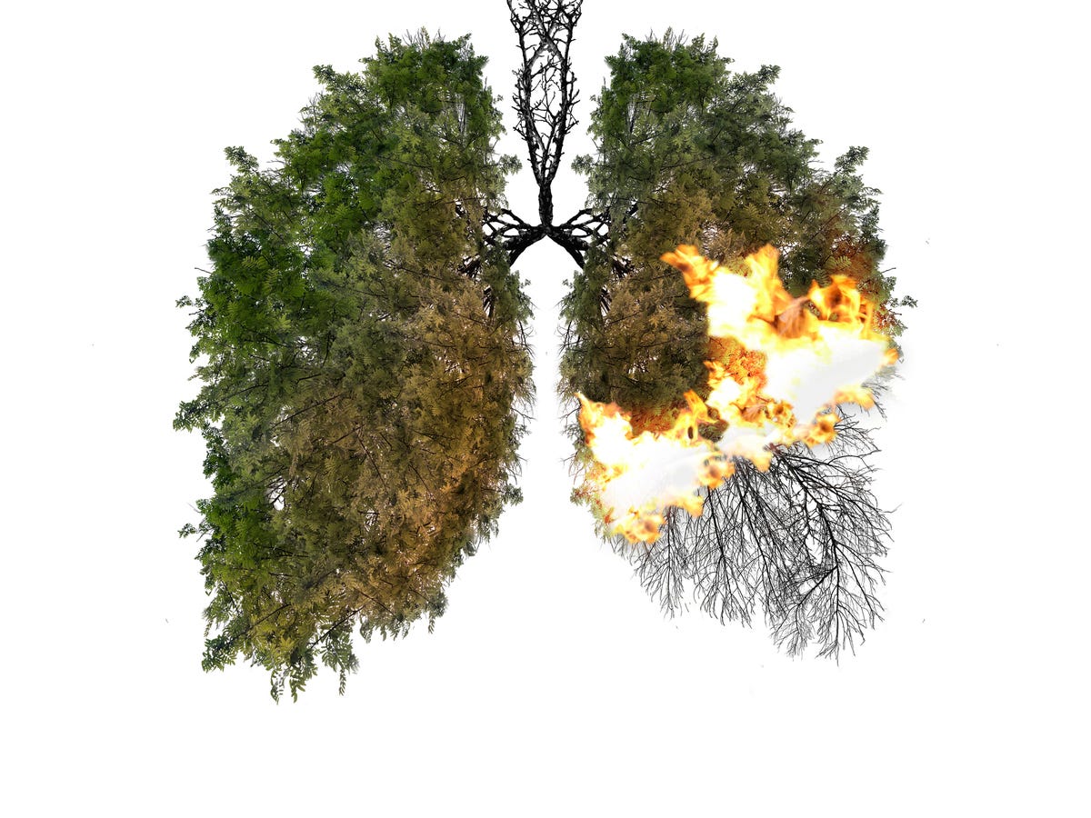 Lungs made of trees, with a portion of the lung set on fire