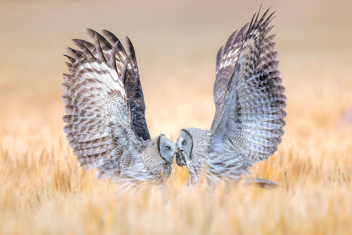 An adult great grey owl and a juvenile owl meet in a field with heads together and wings raised.