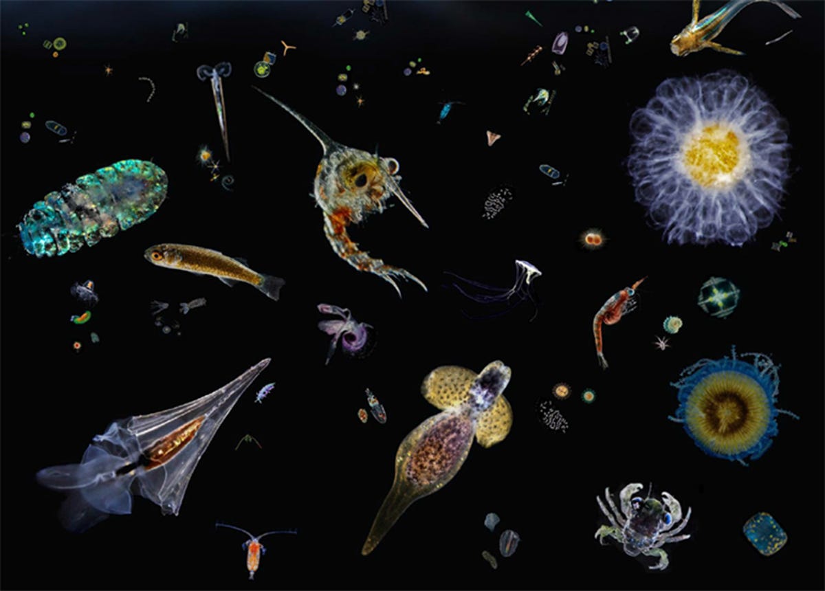 plankton13.jpg