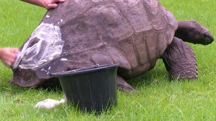World's Oldest Tortoise Turns 190, Still Boasts Impressive Libido