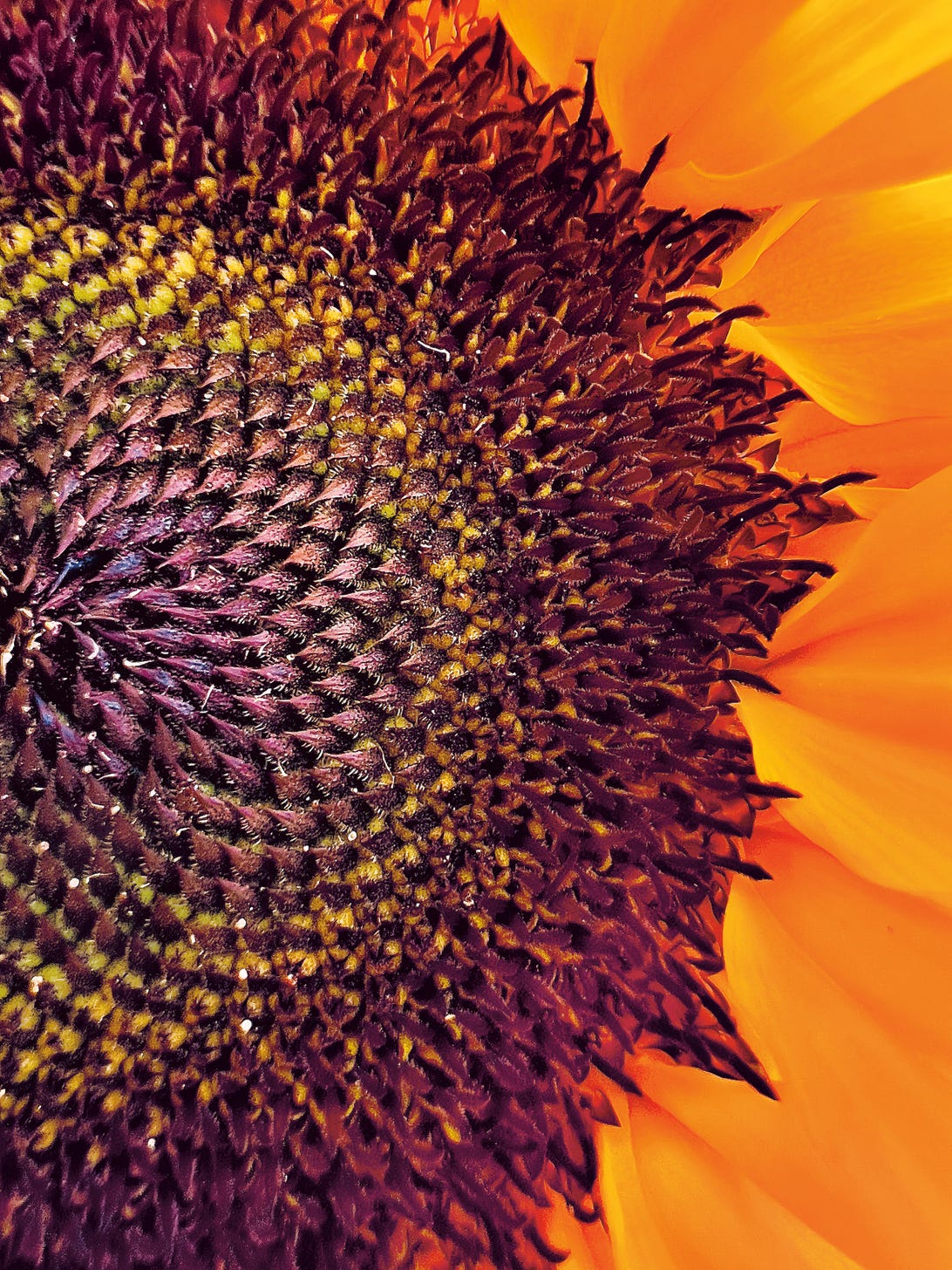 A detailed shot of a sunflower's seeds.