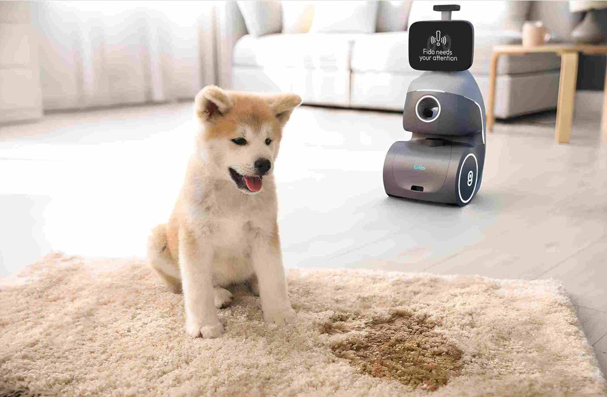 dog next to pee on carpet with oro robot looking on