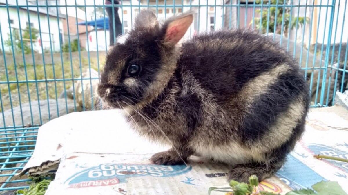 sensation-in-sumatra-worlds-rarest-rabbit-spotted-on-facebook-2-768x461
